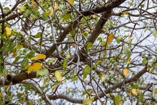 Manchineel tree with poisonous fruits at Playa Jeremi on the Caribbean island Curacao