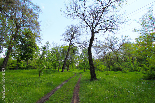 Path in Wild Natural Park