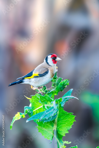 European Goldfinch perched on the top of a plant