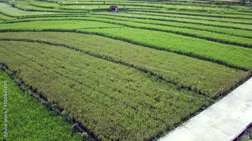 village, nature, aerial, ricefield, morning, activity, drone view, bird view, agriculture, background, countryside, farm, farming, field, grass, green, grow, harvest, hill, landscape, natural, nature, village, nature, aerial, ricefield, morning, activity, drone view, bird view, agriculture, background, countryside, farm, farming, field, grass, green, grow, harvest, hill, landscape, natural, nature,