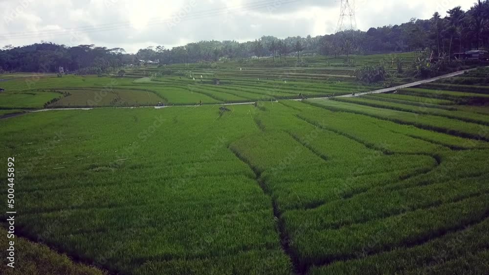 village, nature, aerial, ricefield, morning, activity, drone view, bird view, agriculture, background, countryside, farm, farming, field, grass, green, grow, harvest, hill, landscape, natural, nature, village, nature, aerial, ricefield, morning, activity, drone view, bird view, agriculture, background, countryside, farm, farming, field, grass, green, grow, harvest, hill, landscape, natural, nature,