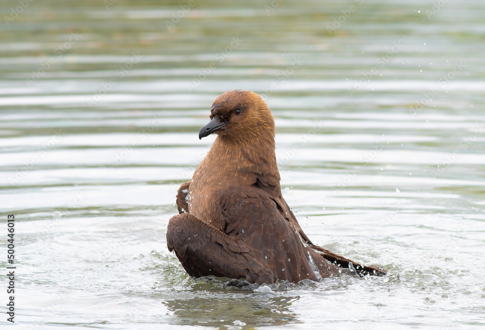 Fototapeta premium Brown Skua bathing in the cold South Georgia waters