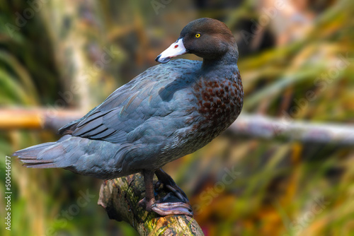 Blue duck a native bird of New Zealand
