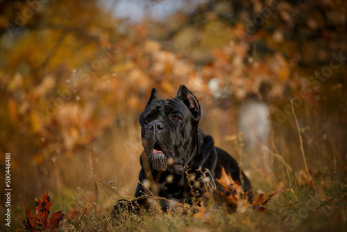 Italian Cane Corso in autumn field photo