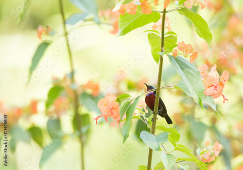 Van Hasselt’s Sunbird