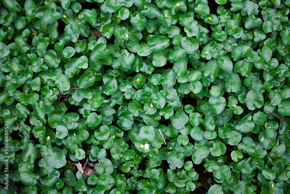 Little green leaves natural background for design art work . Top view , toned Little green leaves natural background for design art work . Top view , toned