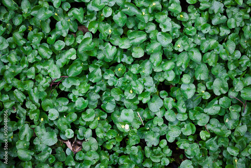 Wallpaper Mural Little green leaves natural background for design art work . Top view , toned Torontodigital.ca