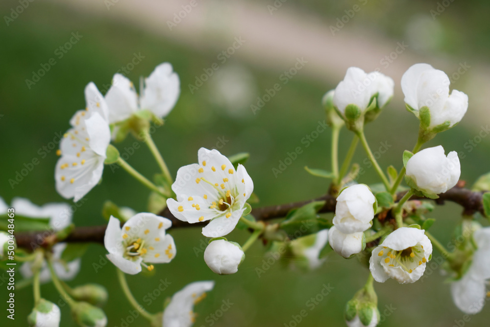 Blooming branch of black plum tree with white flowers. Blooming branch of black plum tree with white flowers.