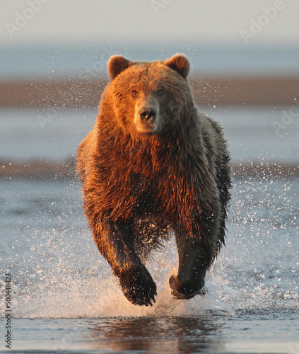 Grizzly charge