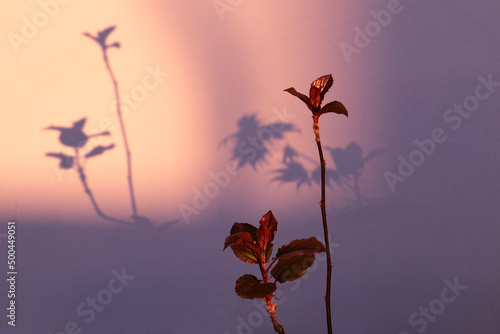 Plant silhouette on the pink wall at the golden hour