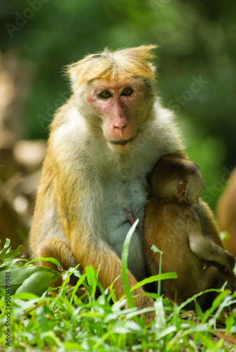 Macaque mother with her baby © Vidu Gunaratna