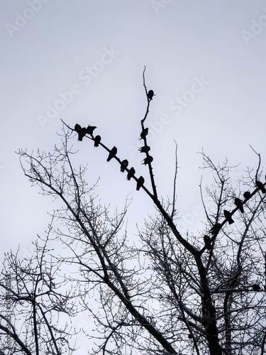 Birds on tree branches against blue sky with copy space. Nature background. Bare trees.