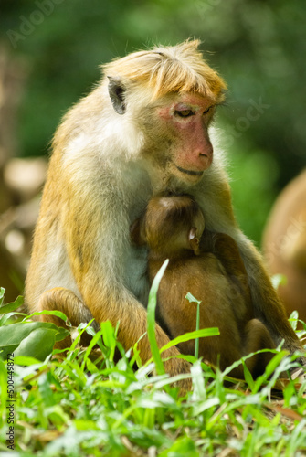 Macaque mother with her baby © Vidu Gunaratna