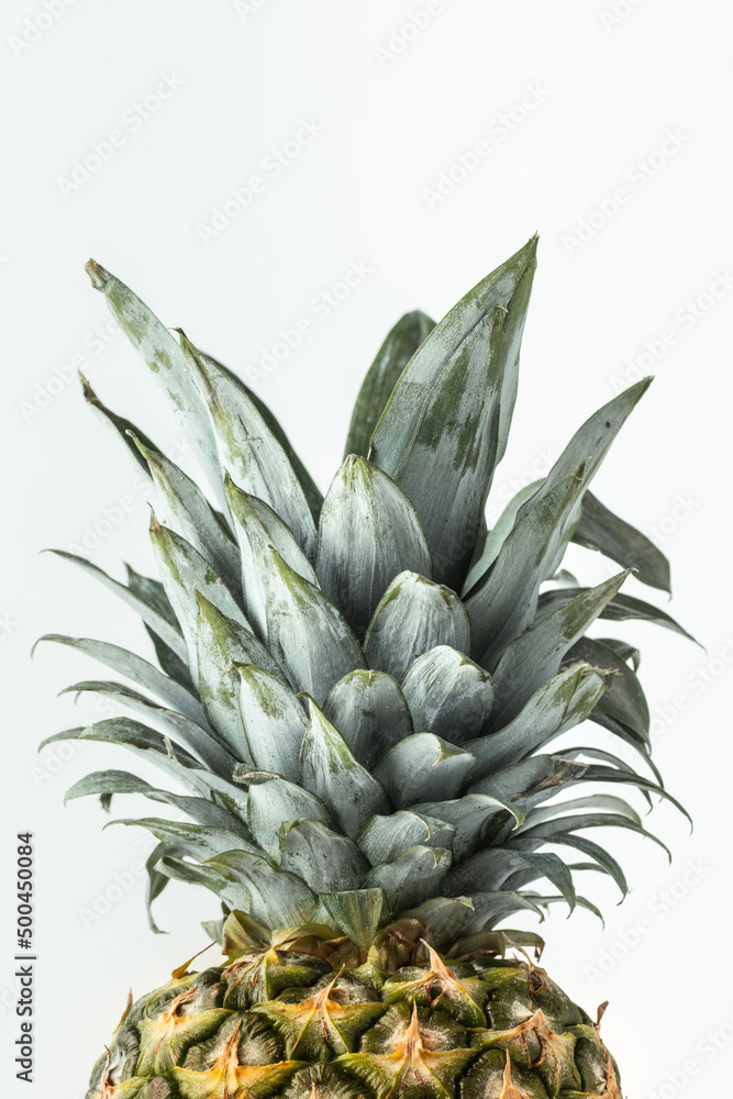 Whole pineapple isolated on the white background. Summertime background with tropic feel Whole pineapple isolated on the white background. Summertime background with tropic feel
