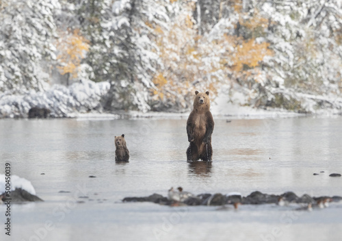Grizzly bear and cub standing in river