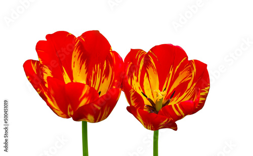 Flowers of red variegated tulips isolated on white background. Striped petals of red tulips.