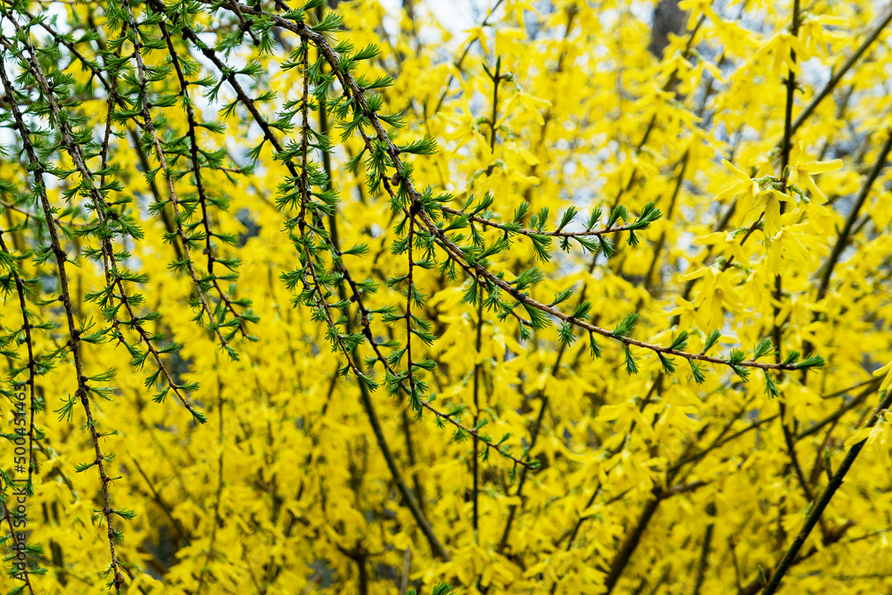 yellow leaves on a tree and green branches in spring park yellow leaves on a tree and green branches in spring park