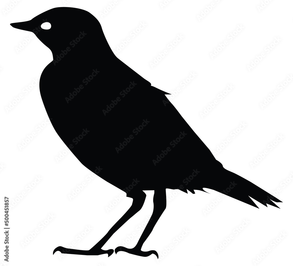 crow on a white background crow on a white background