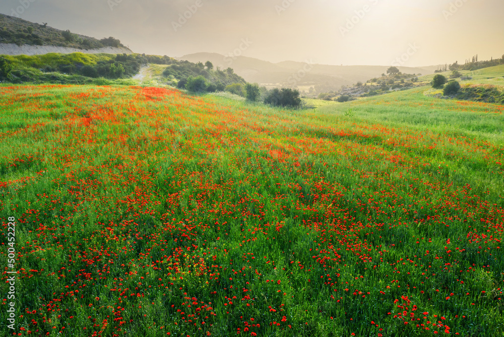 Wild poppies in field of green wheat at dusk, spring Cyprus countryside landscape