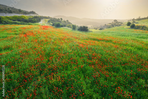 Wild poppies in field of green wheat at dusk, spring Cyprus countryside landscape