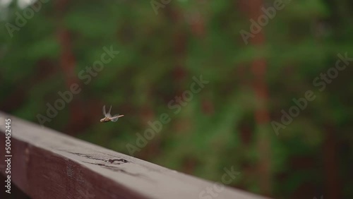 Dragonfly flies above wooden plank in green summer park closeup slow motion. Adorable bug in fresh garden. Fauna life and environmental representant photo