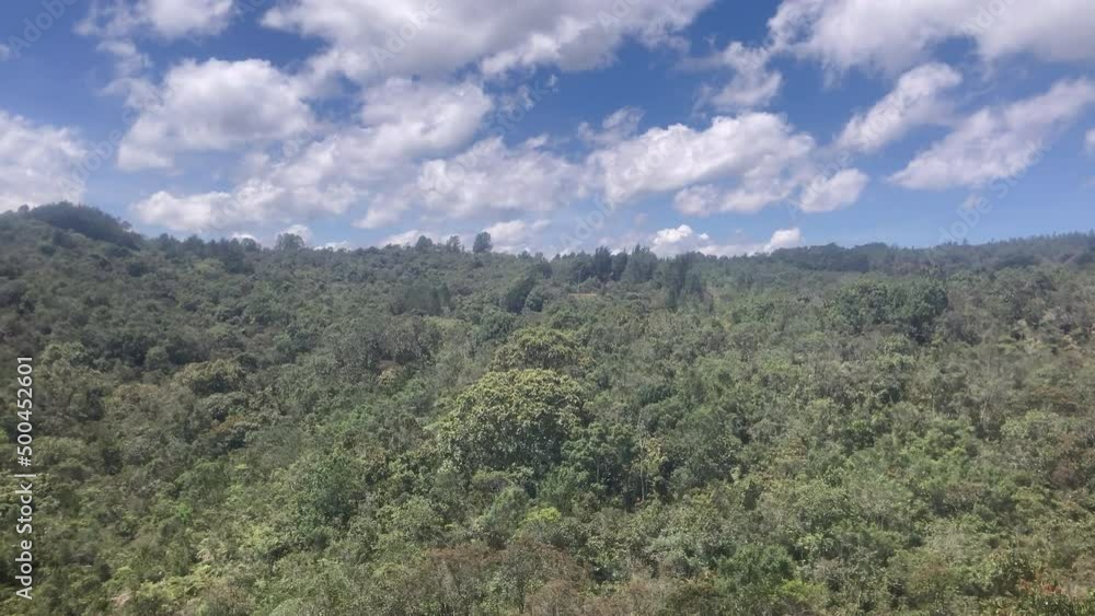 View of the Tree Canopy Along the Road to Arvi Park, Colombia View of the Tree Canopy Along the Road to Arvi Park, Colombia
