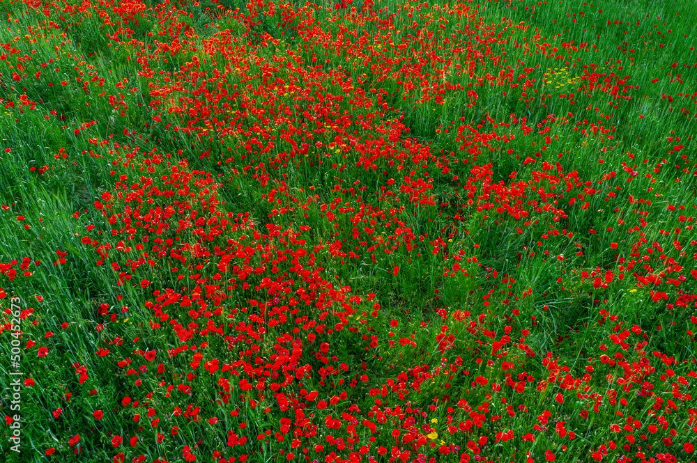Poppy field top view, grass and flowers abstract nature background