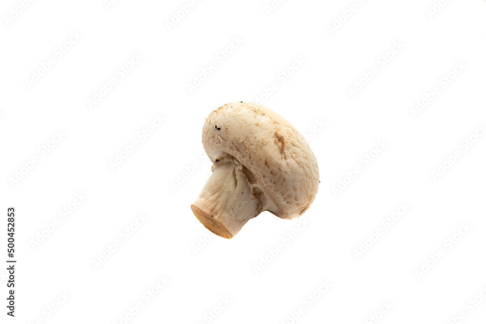Whole mushroom, isolated on white background. The scientific name is Agaricus bisporus. It is the most widely used species of edible fungus for cooking. Whole mushroom, isolated on white background. The scientific name is Agaricus bisporus. It is the most widely used species of edible fungus for cooking.