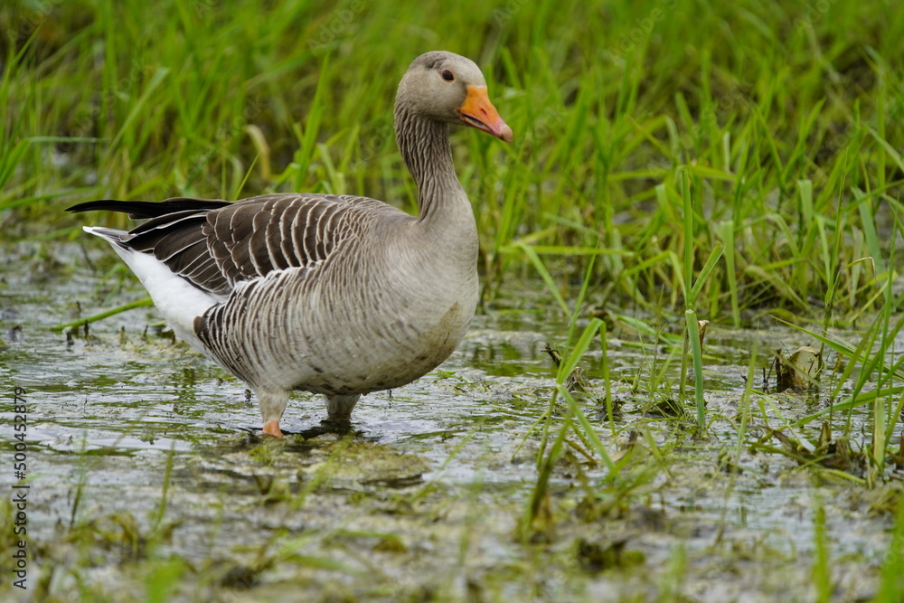 Greylag Goose (Anser anser) Anatidae family. Hanover, Germany Greylag Goose (Anser anser) Anatidae family. Hanover, Germany