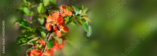 Flowering branch of Japanese quince with red flowers in sunlight on spring background wich copy space.