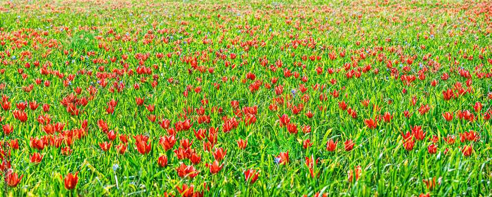 Red tulips wild flowers field in spring, colorful natural background