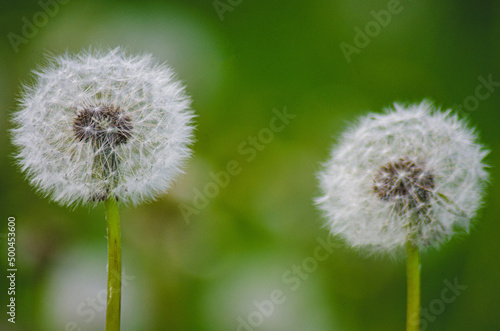 dandelion head  make a wish