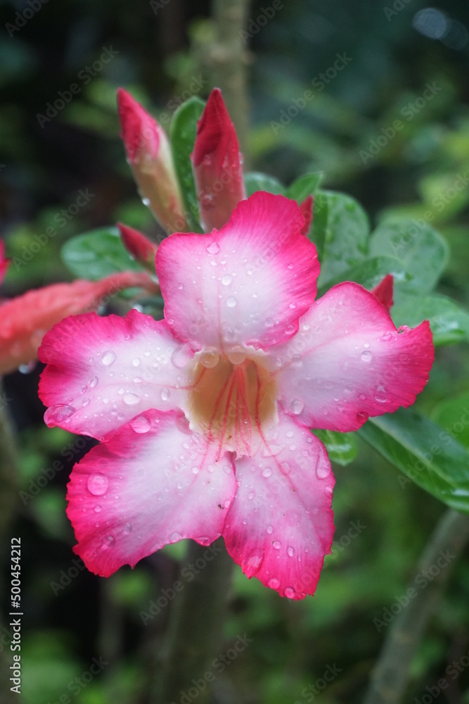 pink flower in the garden pink flower in the garden