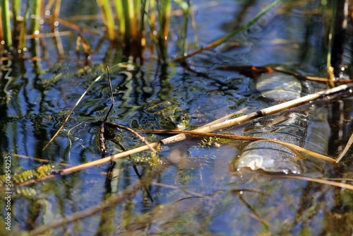 żaba jeziorkowa © Micha