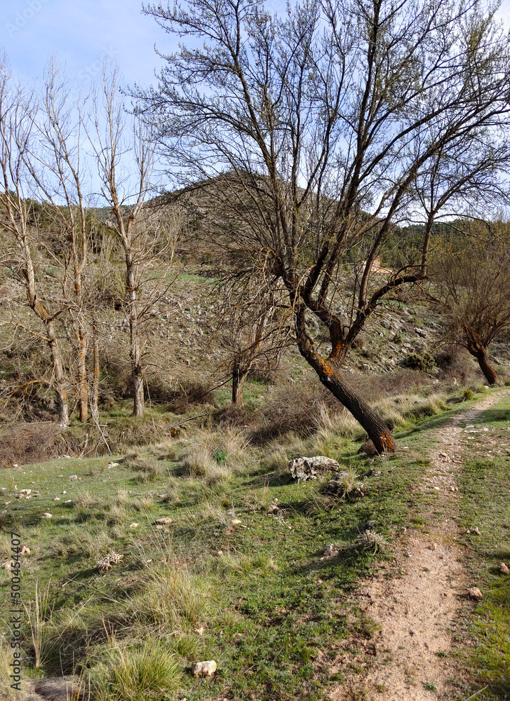 Forest in Sierra Nevada in springtime Forest in Sierra Nevada in springtime