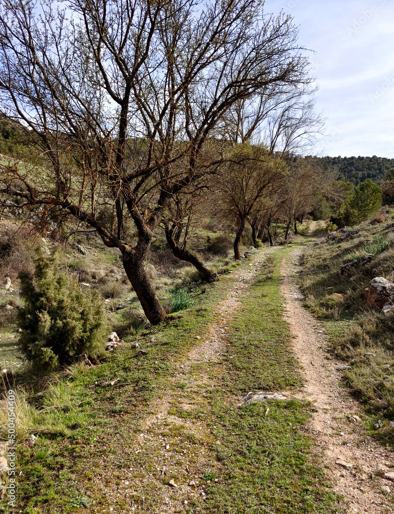 Forest in Sierra Nevada in springtime Forest in Sierra Nevada in springtime