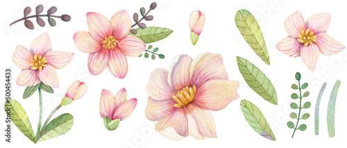 watercolor set of wild rose flowers, isolated group of floral objects