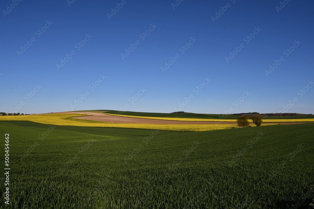 Grünes Feld mit gelbem Rapsfeld im Hintergrund im Frühling