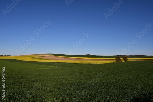 Gr  nes Feld mit gelbem Rapsfeld im Hintergrund im Fr  hling