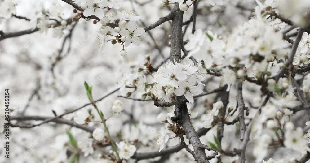Spring flowering trees. Pink flowers on the tree. Spring flowering trees. Pink flowers on the tree.