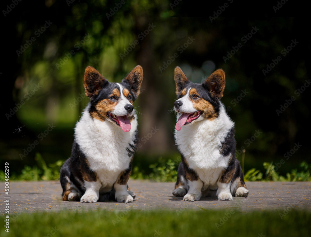 Welsh corgi dog with flowers