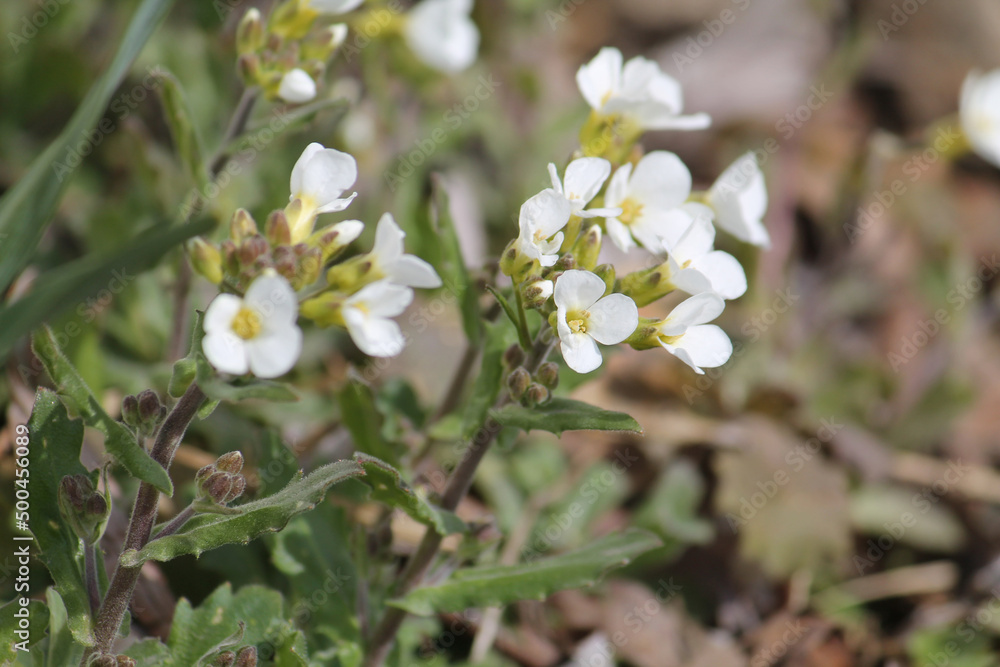 Fototapeta premium Flowering Caucasian rockcress (Arabis caucasica) plants with white flowers in garden. April, Belarus