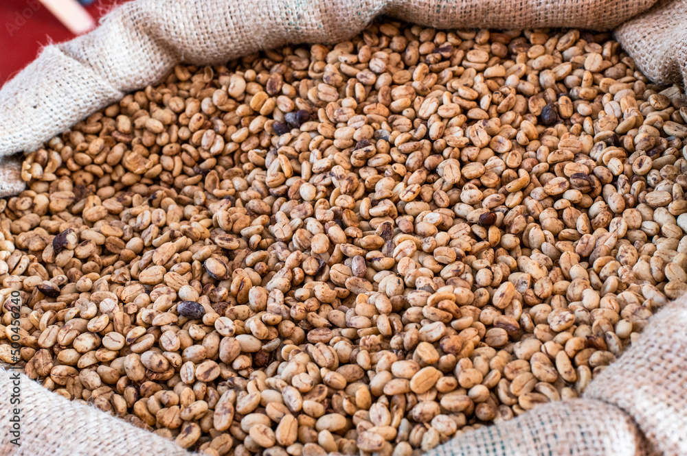 Obraz premium Green, unroasted coffee lies in burlap bags.