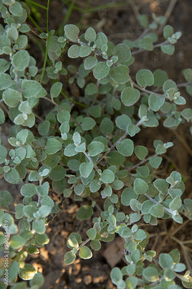 Botany. Closeup view of a Helichrysum petiolare bush, also known as