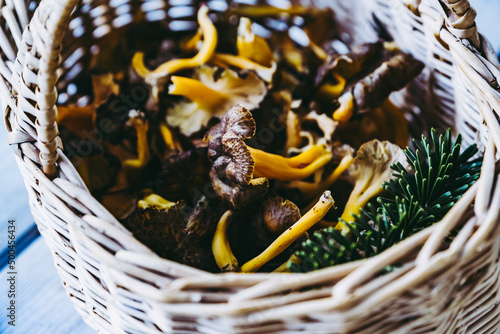 Champignons chanterelles dans un panier en osier fraichement cueillis en forêt photo