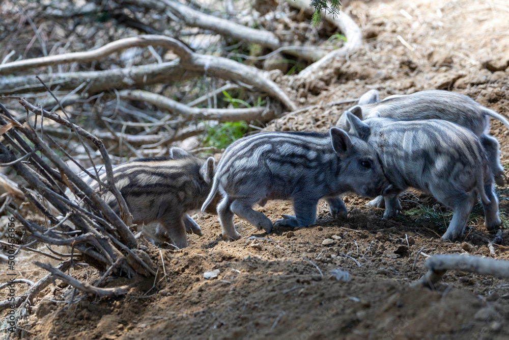 Wild boar. Close up detailed view Wild boar. Close up detailed view