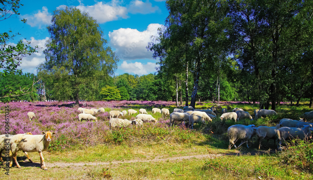 Picturesque scenic view on sheep herd grazing in glade of dutch forest  farm heath land landscape, purple blooming heather erica plants (Ericaceae) - Venlo, Netherlands, Groote Heide, Holland - obrazy, fototapety, plakaty 
