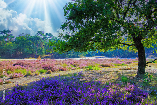 Schilderij op canvas Beautiful  heath landscape with oak tree, bright purple blooming heather erica f