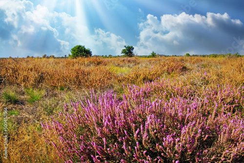 Fotografia Beautiful dutch heath landscape with purple erica flower ericaceae bush on dry e