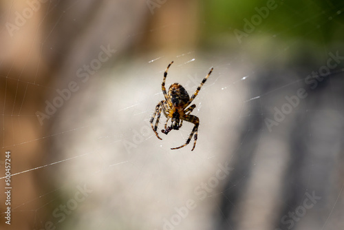 Spider on a web on a natural background. Close-up macro view.